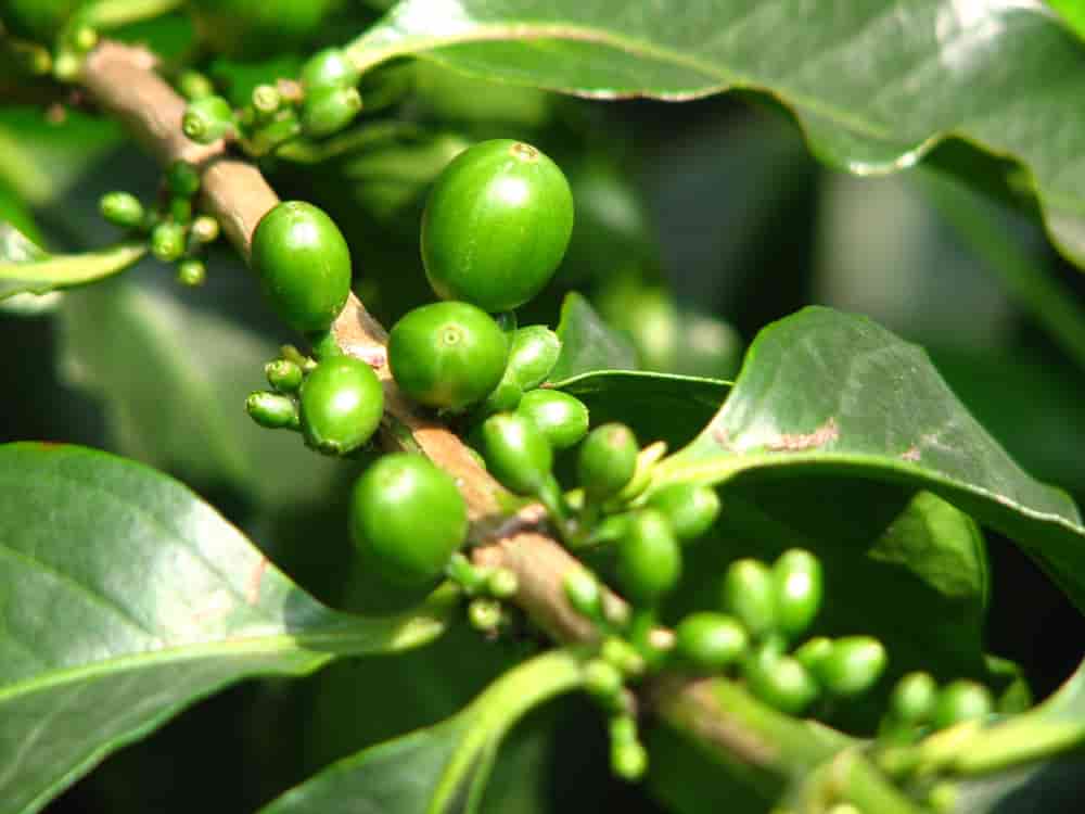 Discover the Richness of Green Coffee and Ethiopian Coffee Heritage