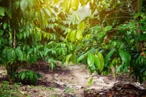 Ethiopia's Initiative to Revive and Protect Its Native Forest Coffee