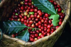 Why Buyers Love Ethiopian Heirloom Coffee Varieties