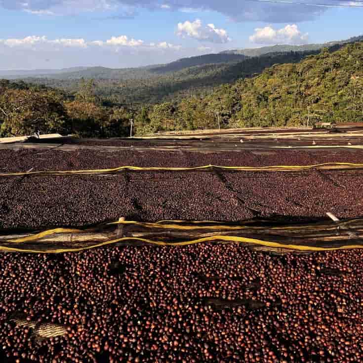 Ethiopian Coffee Exporters