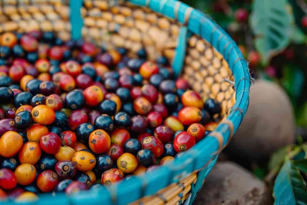 Ethiopian Coffee Belt