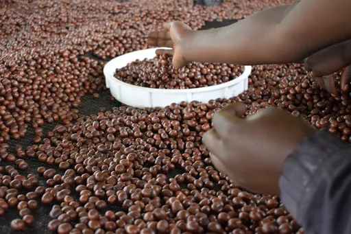 Ethiopian Coffee Exporter
