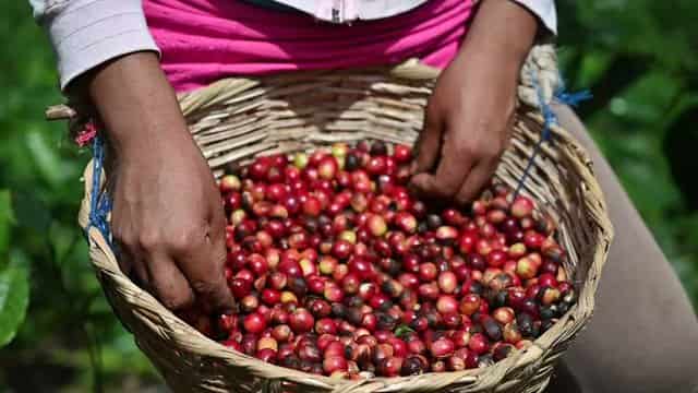 Diversification Opportunities for Coffee Farmers in Ethiopia