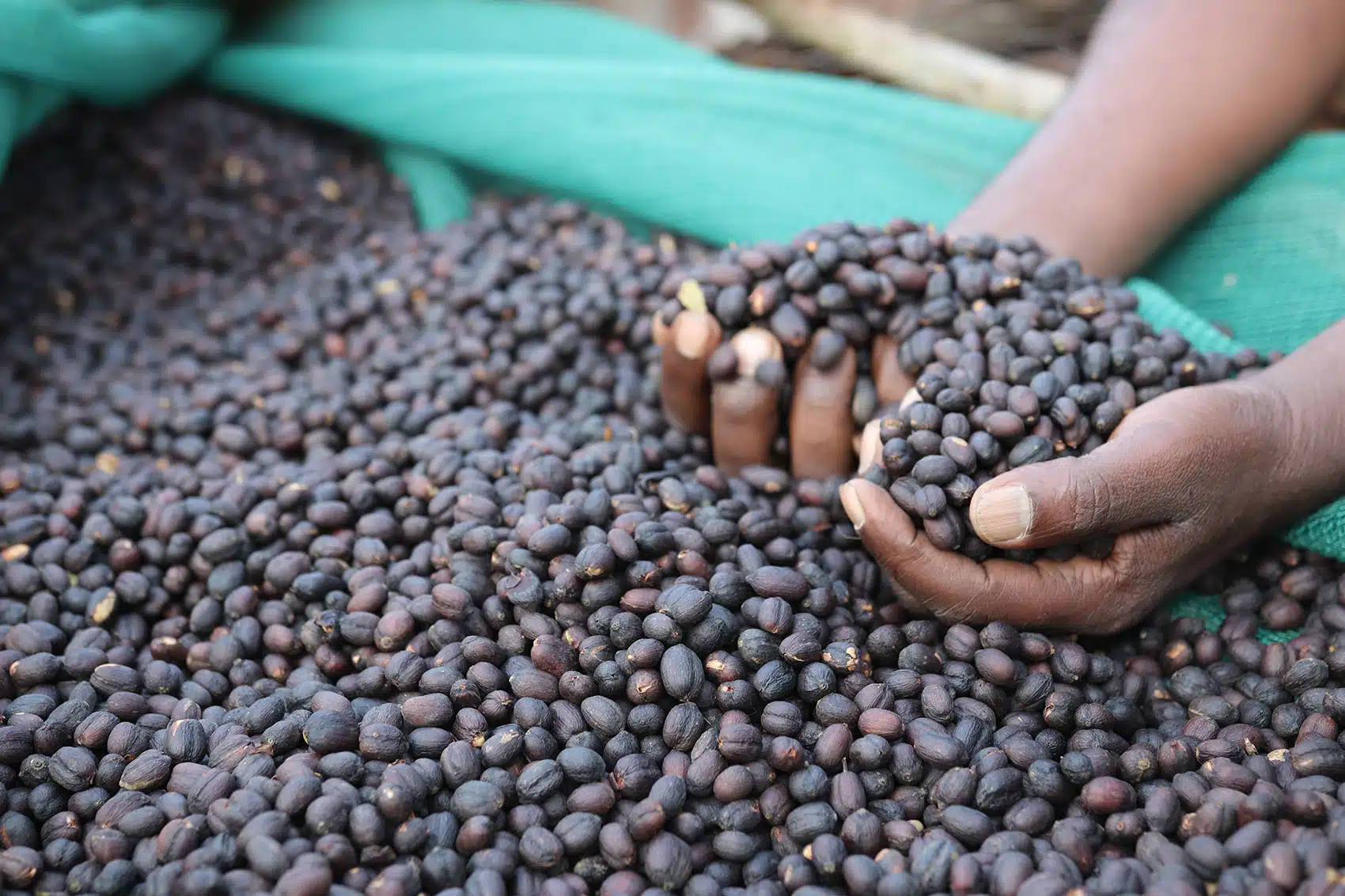 Best Ethiopian Coffee Bean