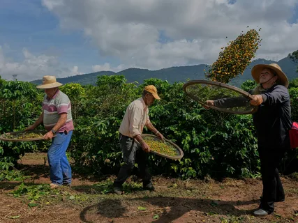 Role of NGOs in Supporting Coffee Farmers