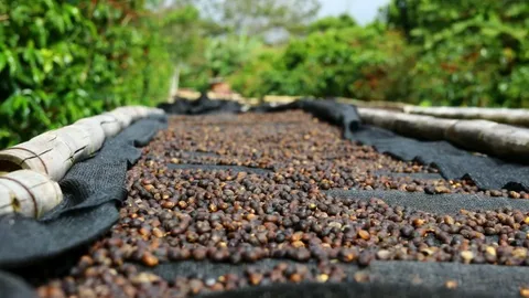 Coffee Drying Everything You Need to Know