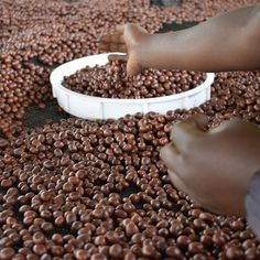 african bulk coffee buying (only coffee beans images)
