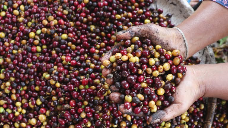 Ethiopian Coffee Harvest Seasons Explained
