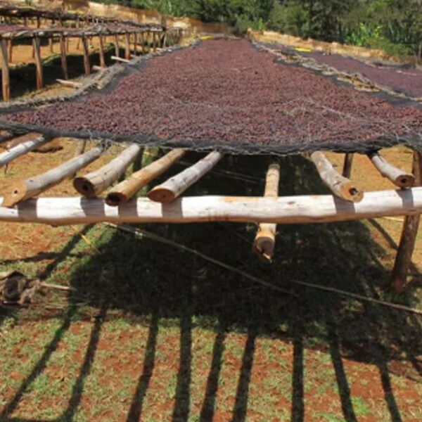 Empower your coffee business with trusted Ethiopian coffee export solutions today.