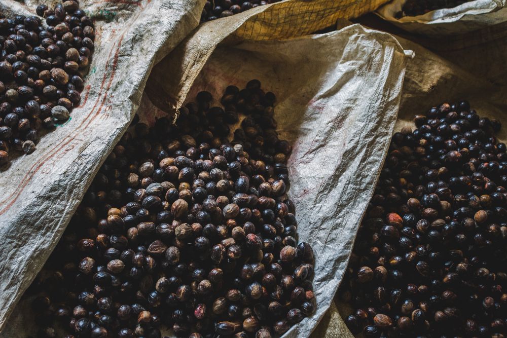 Bulk Ethiopian Coffee Suppliers for International Roasters