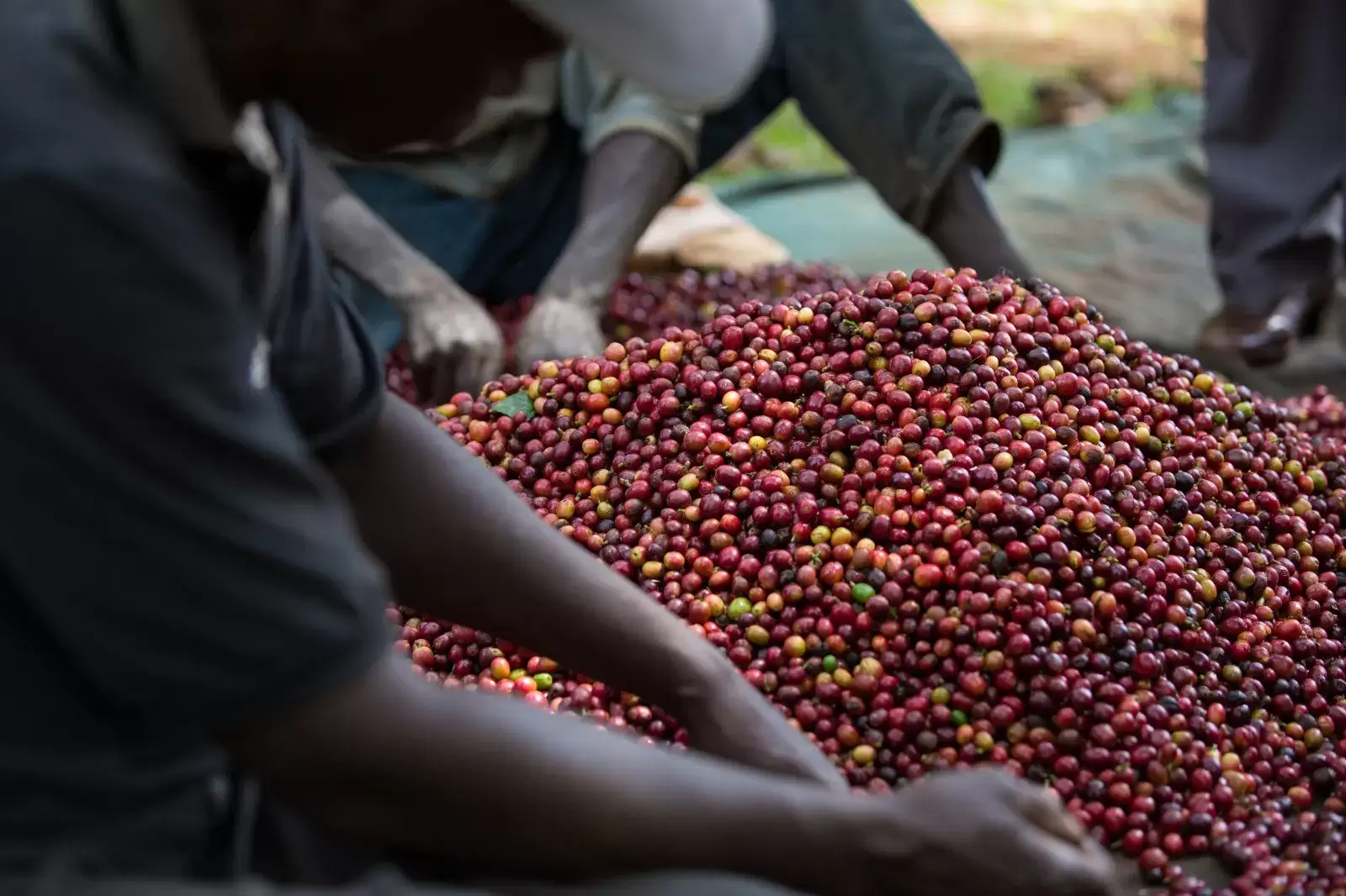 Coffee exporter in Ethiopia